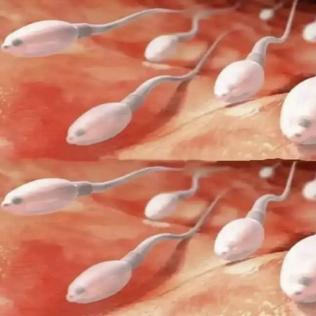 Portada5
